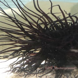Salty Underground: Deep Purple Tube Anemone