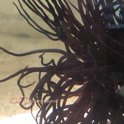 Salty Underground: Deep Purple/Black Tube Anemone