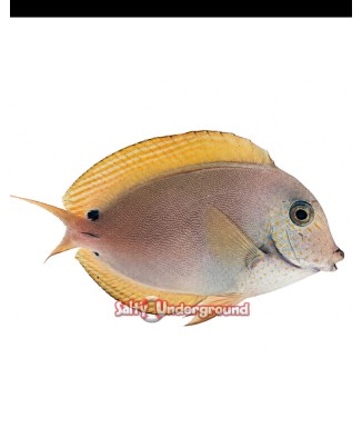 Salty Underground: Lavender Tang