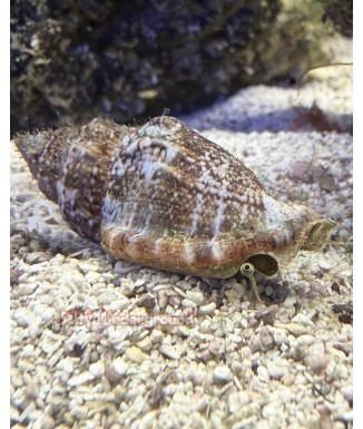Salty Underground:  Conch Snail