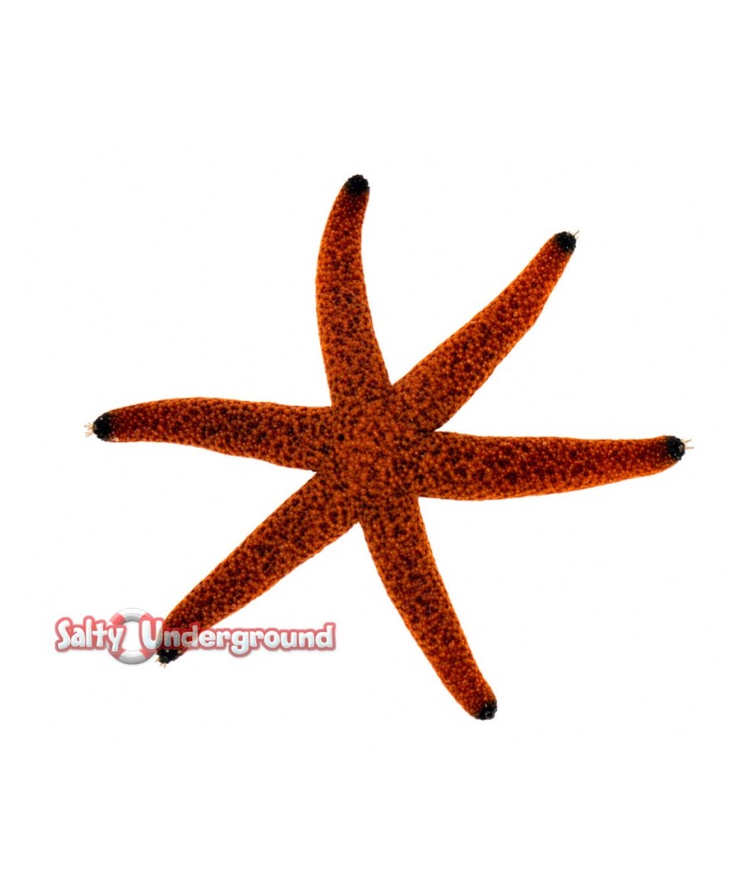 Salty Underground: Red Starfish (Echinaster purpureus)