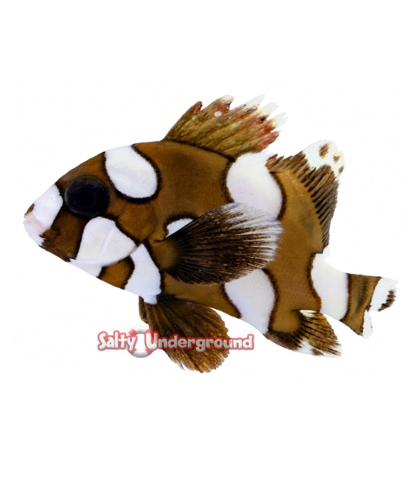Salty Underground: Harlequin Sweetlips Grunt  (Plectorhinchus chaetodonoides)