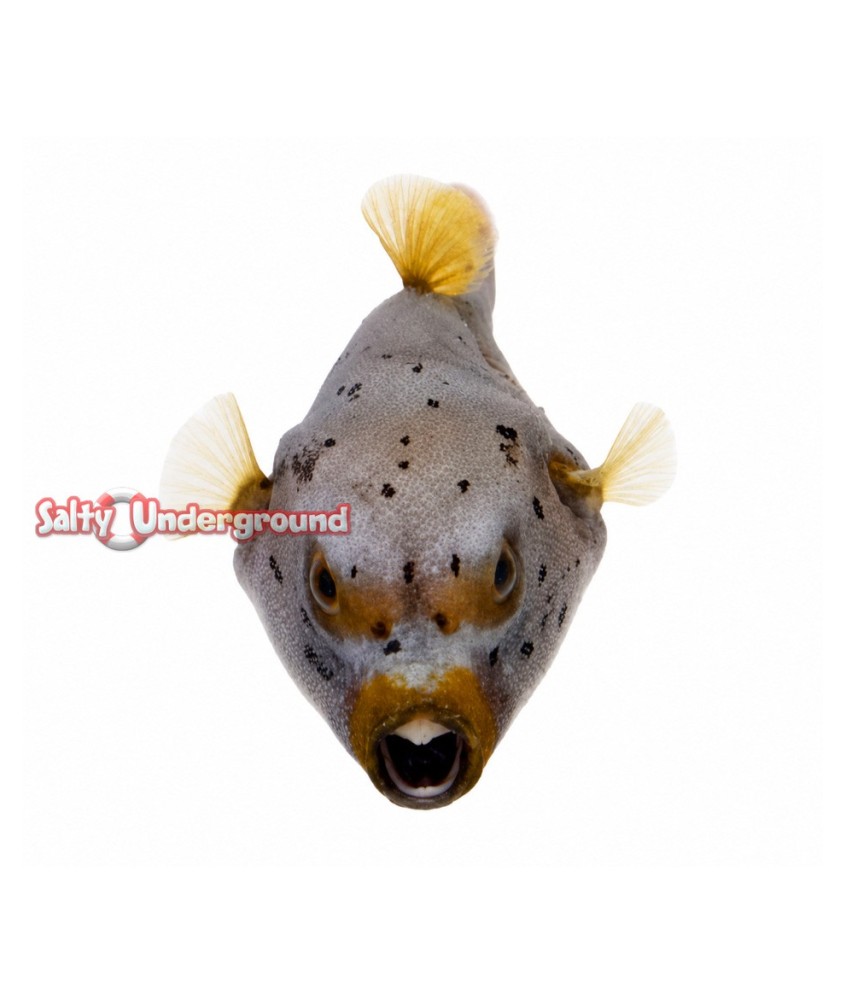 Salty Underground: Dogface Puffer