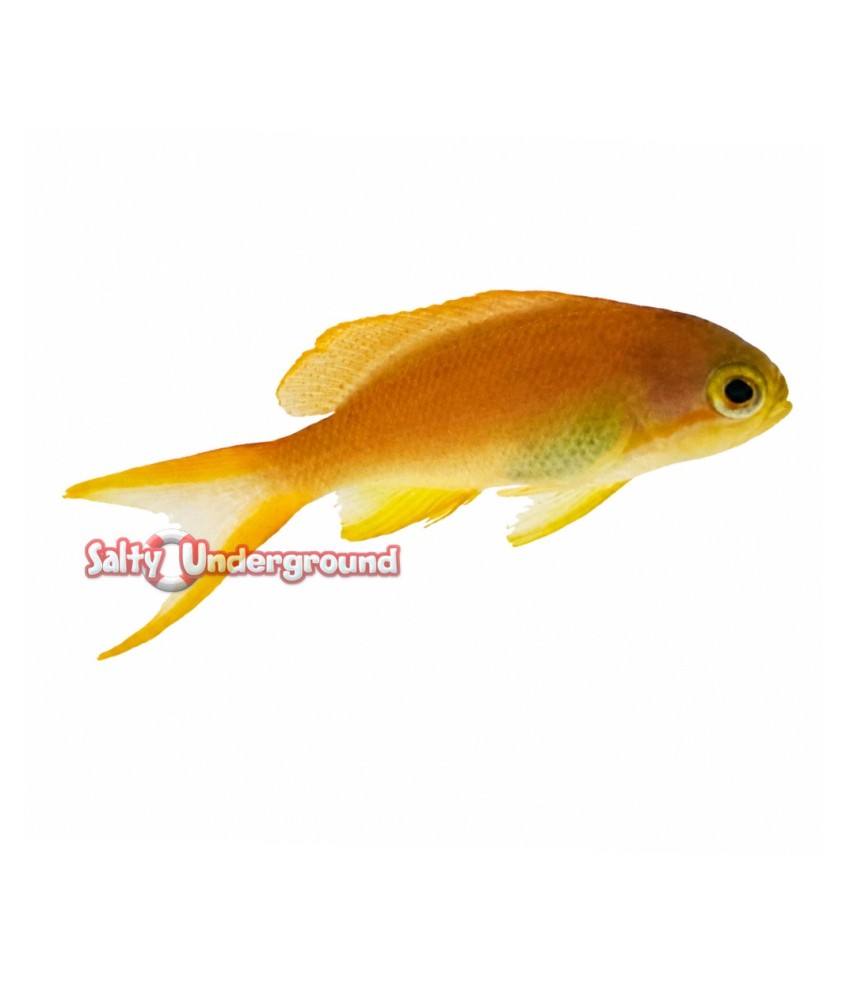 Salty Underground: Red Cheek Huchtii Anthias (Pseudanthias huchtii) female