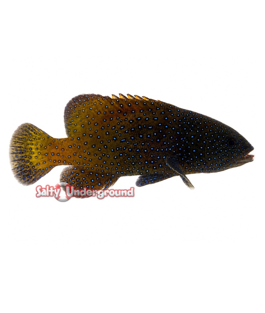 Salty Underground: Blue Dot Grouper