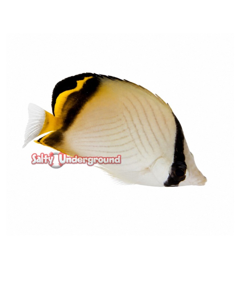 Salty Underground: Vagabond Butterflyfish (Chaetodon vagabundus)