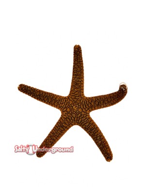 Salty Underground: Red Starfish (Fromia milleporella)