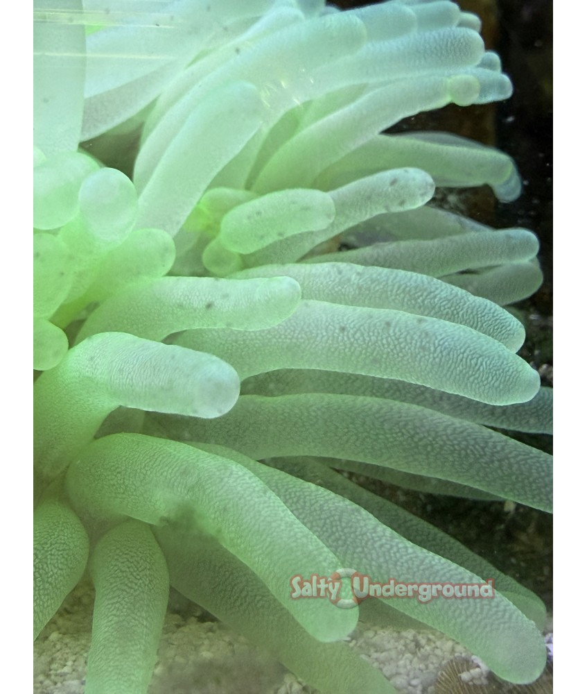 Salty Underground: Lime Green Anemone (Condylactis gigantea)