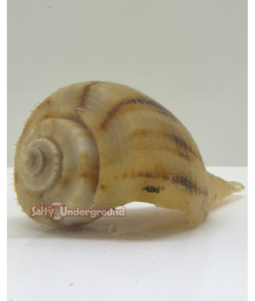 Salty Underground: Lighting Whelk