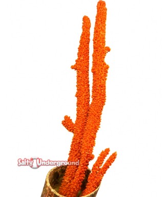 Salty underground: Tree Sponge  Red/Orange  6-10 inches tall