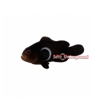 Salty Underground: Tangerine Albino Picasso Clownfish (Percula)