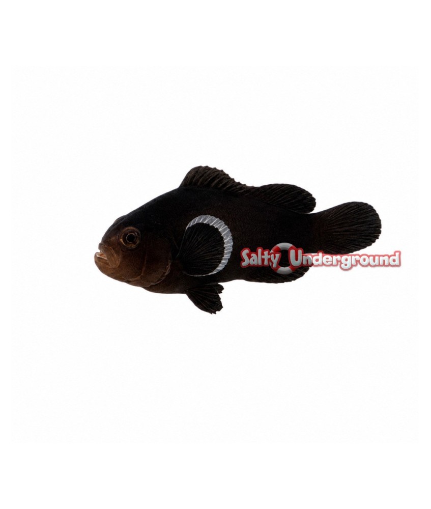 Salty Underground: Tangerine Albino Picasso Clownfish (Percula)