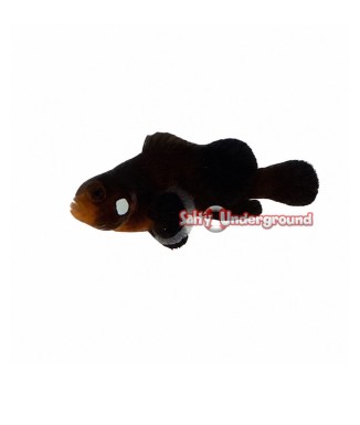 Salty Underground: Tangerine Albino Picasso Clownfish (Percula)