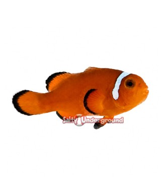 Salty Underground: Extreme Misbar Clownfish (Ocellaris)