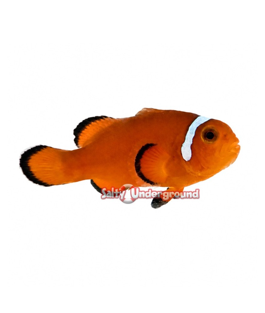 Salty Underground: Extreme Misbar Clownfish (Ocellaris)