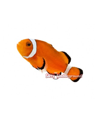 Salty Underground: Extreme Misbar Clownfish (Ocellaris)