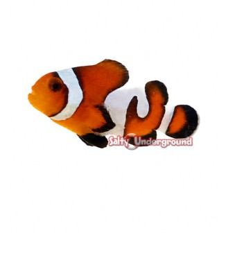 Salty Underground: Gladiator Misbar Clownfish (Ocellaris)