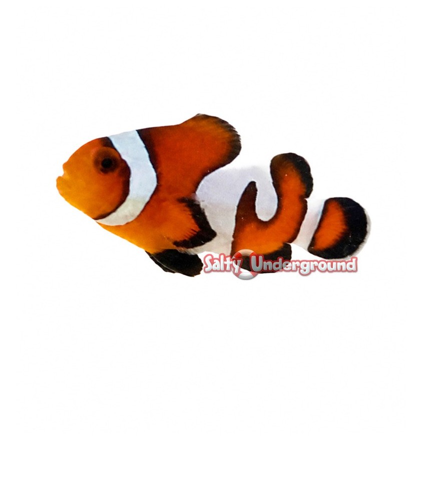 Salty Underground: Gladiator Misbar Clownfish (Ocellaris)