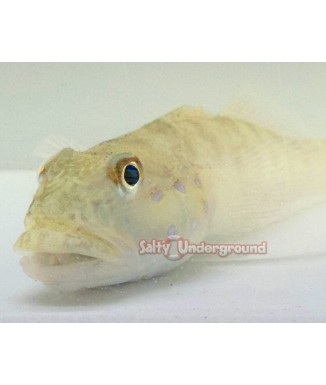 Salty Underground: Ghost Sleeper Goby (Valenciennea sexguttata)