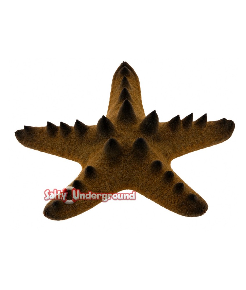 Salty Underground: Bali Brown Knob Starfish (Protoreaster linckii)