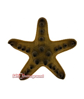Salty Underground: Bali Brown Knob Starfish (Protoreaster linckii)