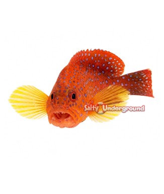 Salty Underground:  Miniatus Grouper (Cephalopholis miniata)
