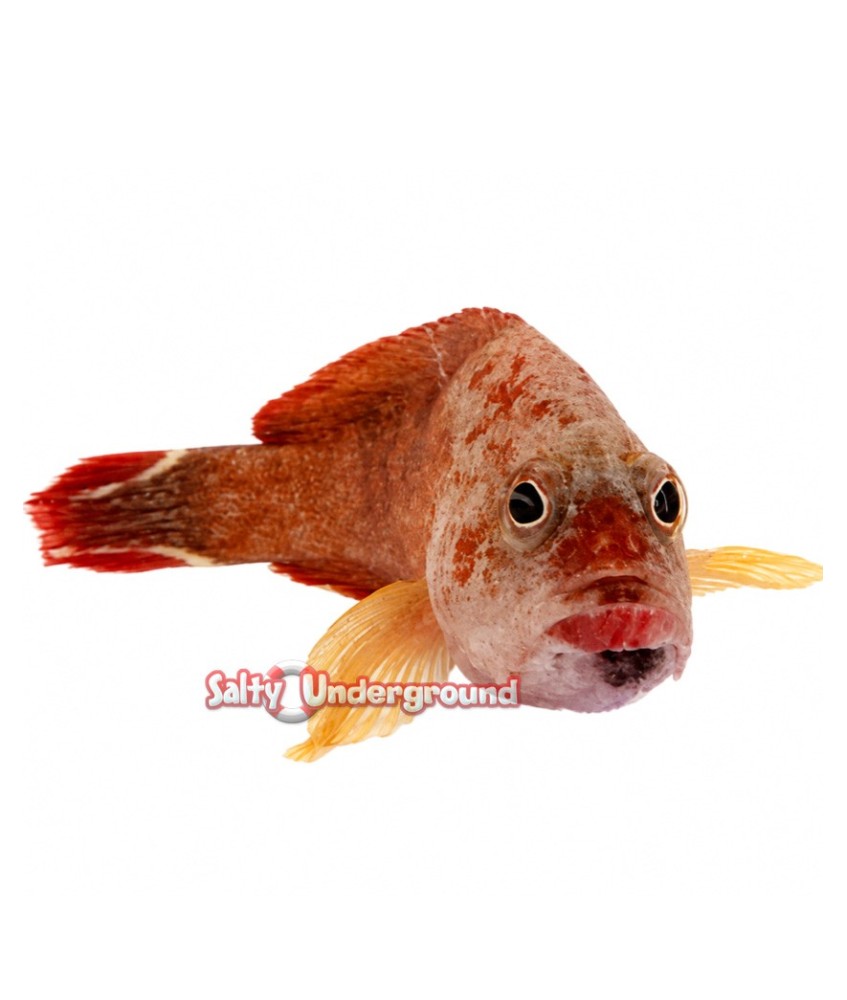 Salty Underground:  Red V Tail Grouper