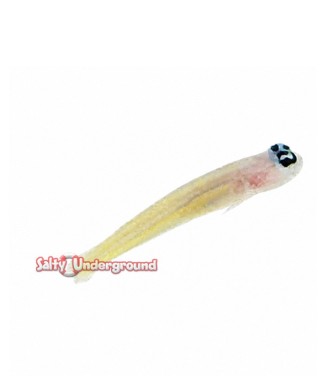 Salty Underground: Yellow Line Shrimp Goby (Vanderhorstia flavilineata)