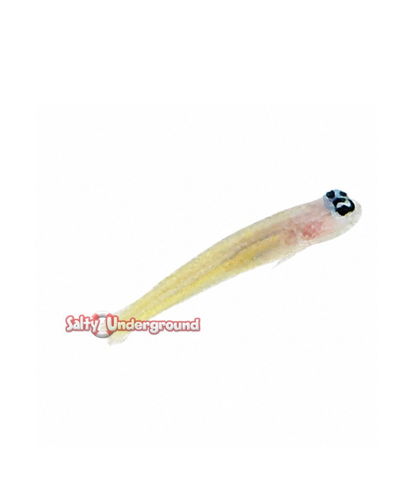 Salty Underground: Yellow Line Shrimp Goby (Vanderhorstia flavilineata)
