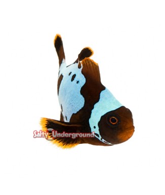 Salty Underground: Gold X Lightning Maroon Clownfish (Maroon)