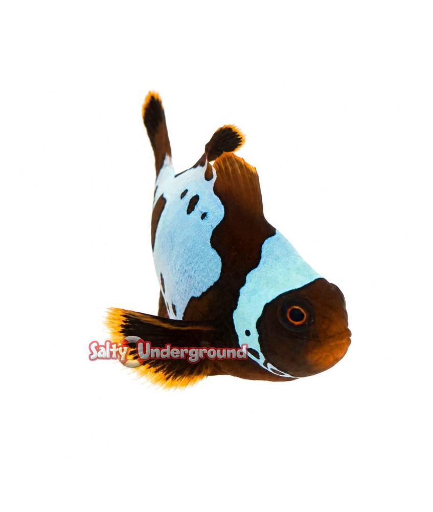 Salty Underground: Gold X Lightning Maroon Clownfish (Maroon)