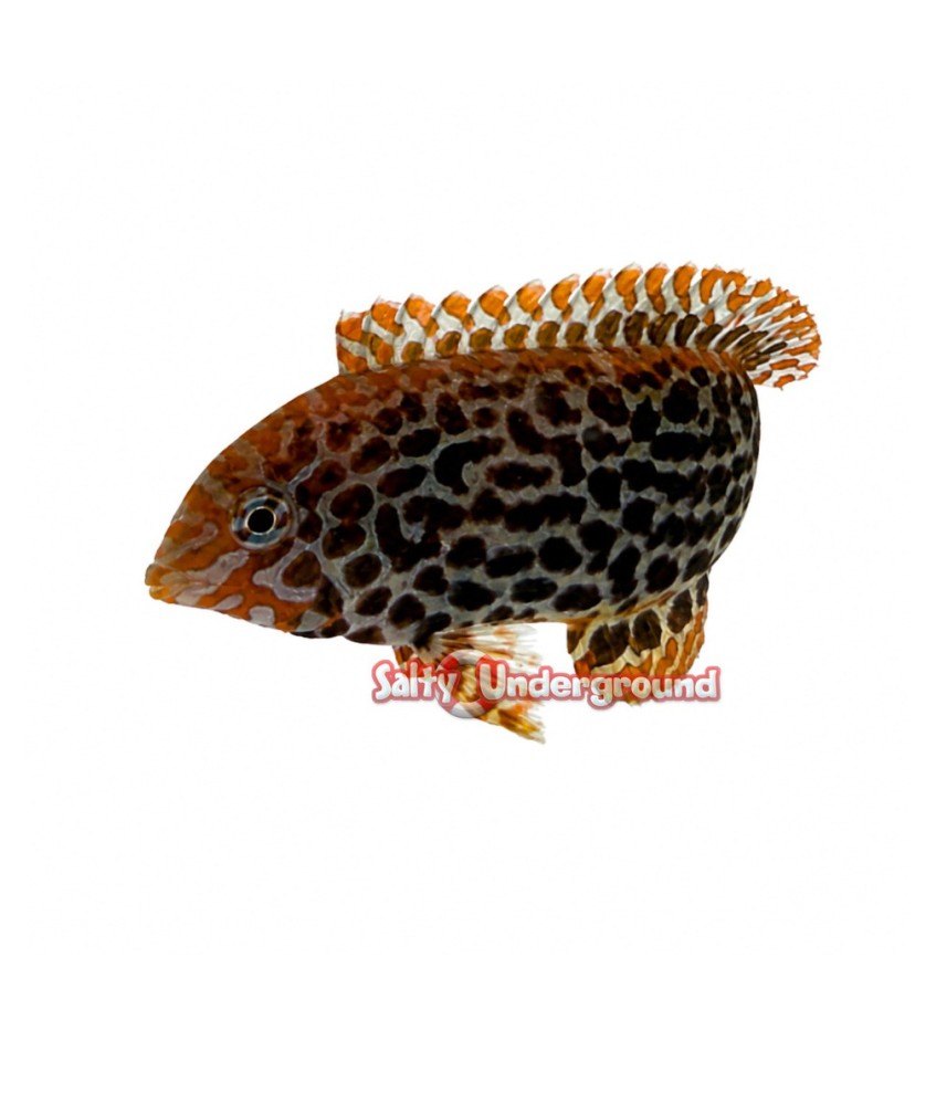 Salty Underground: Leopard Wrasse (Macropharyngodon meleagris)