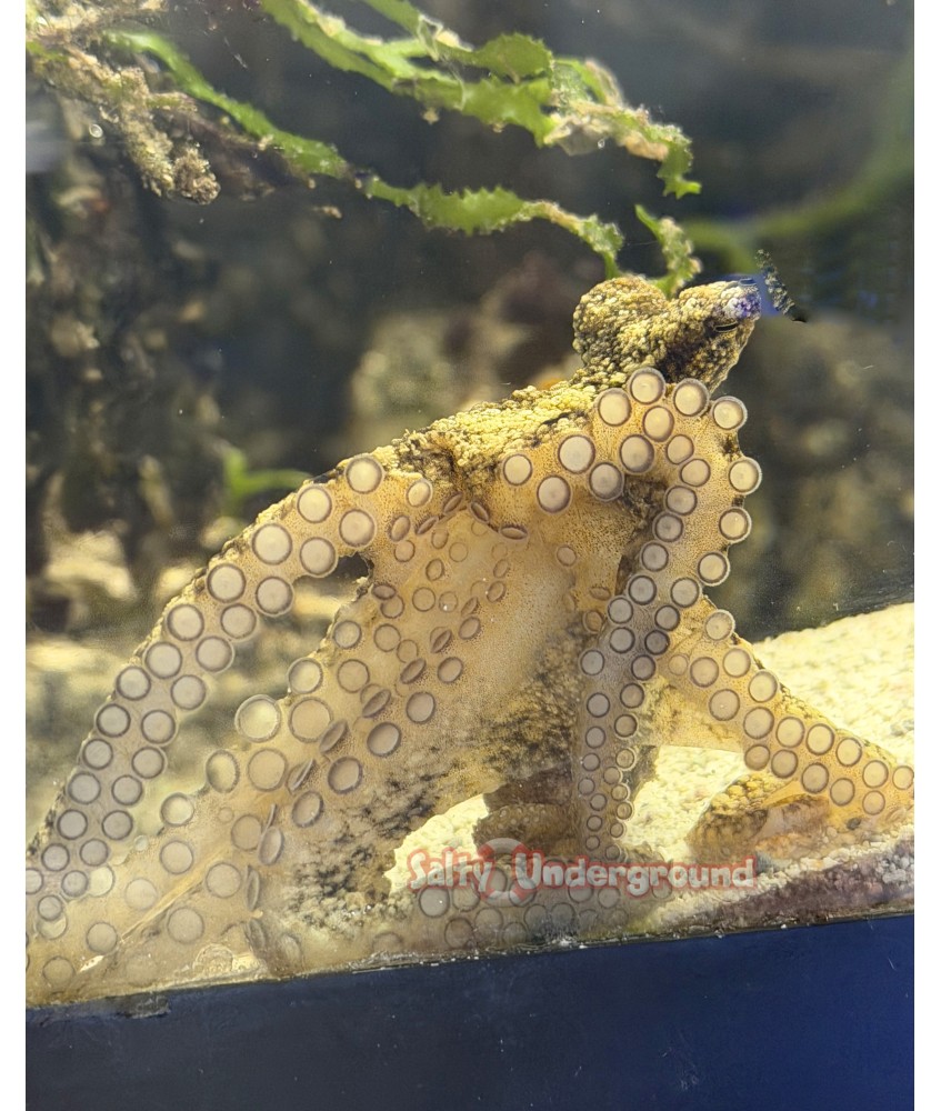 brown octo