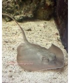 Salty Underground: Atlantic Blue Stingray