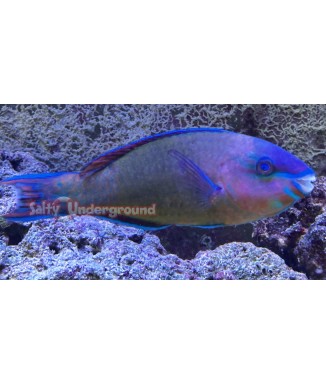 Salty Underground: Quoyi Parrotfish (Scarus quoyi)