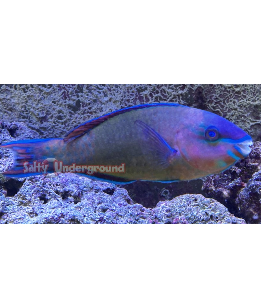 Salty Underground: Quoyi Parrotfish (Scarus quoyi)