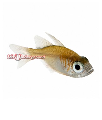 Salty Underground: Blue Eye Cardinal Fish