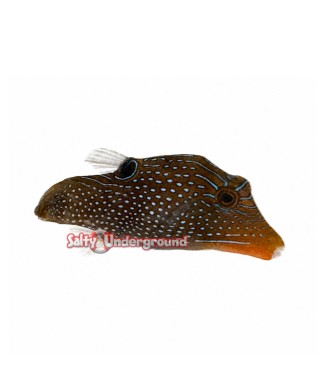 Salty Underground: Honeycomb Toby Puffer (Canthigaster Janthinoptera)