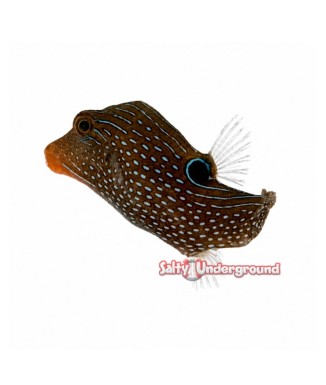 Salty Underground: Honeycomb Toby Puffer (Canthigaster Janthinoptera)