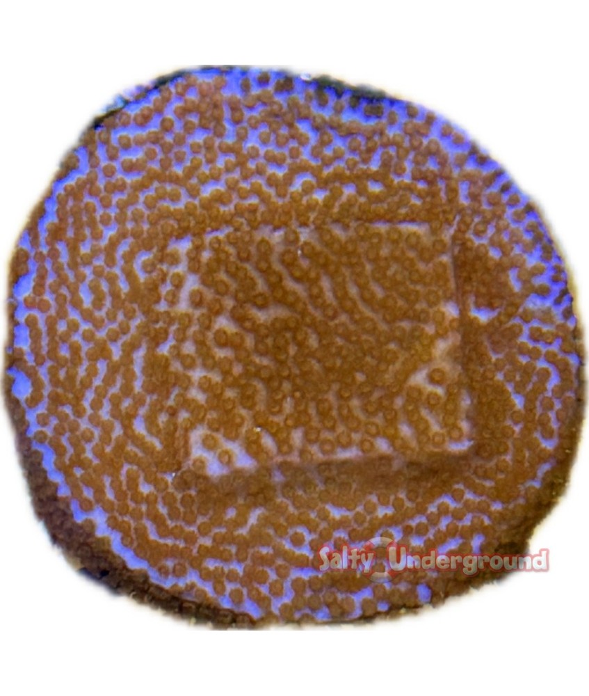 Salty Underground: Superman Montipora