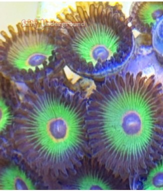 Bob Marley Zoanthid coral 16+ polyps close
