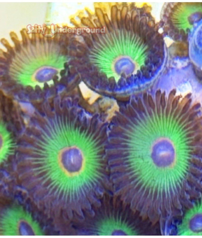 Bob Marley Zoanthid coral 16+ polyps close