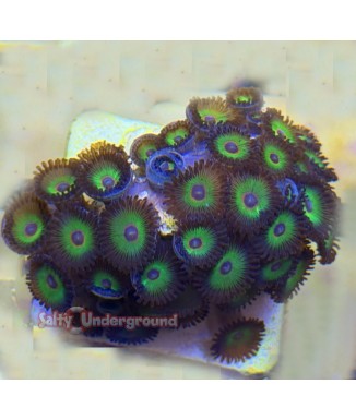 Bob Marley Zoanthid coral 16+ polyps