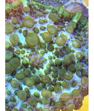 Salty Underground: Forest Bounce Rhodactis Mushroom  Coral