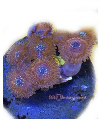 Salty Underground: Salted Carmel Zoanthid Coral
