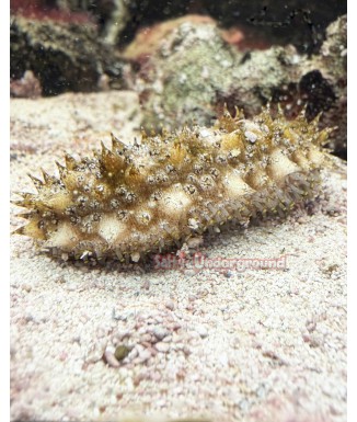Brown/Yellow Sea Cucumber (Holothuria thomasi)
