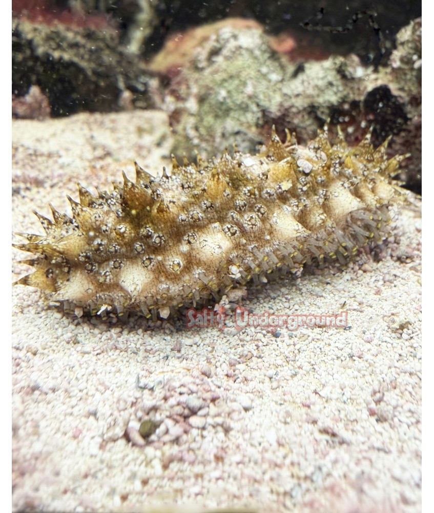 Brown/Yellow Sea Cucumber (Holothuria thomasi)