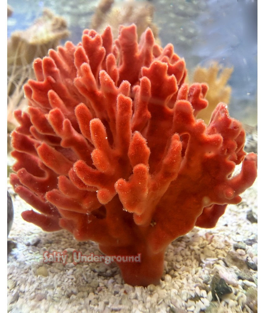 Salty Underground: Red Beard Sponge (Clathria prolifera)