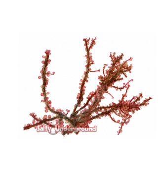 Salty Underground: Live Marine Red Botrycladia Grape  Algae