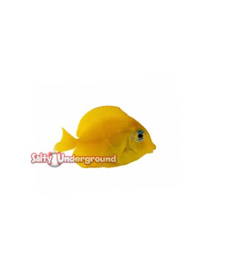 Salty Underground: Atlantic Blue Tang (Acanthurus coeruleus) Juvenile phase
